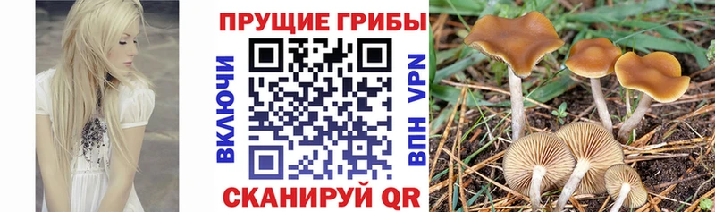 где найти наркотики  Дагестанские Огни  Галлюциногенные грибы ЛСД 